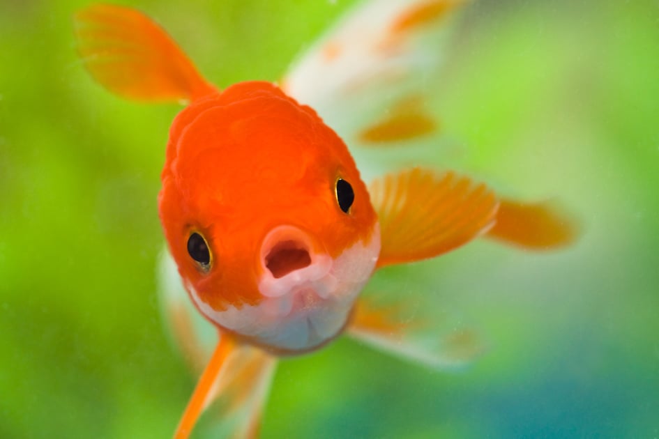 The Average Millennial's Attention Span—Shorter Than Your Goldfish's